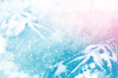 Karla kaplı ağaçlarla donmuş kış ormanı. Açık hava