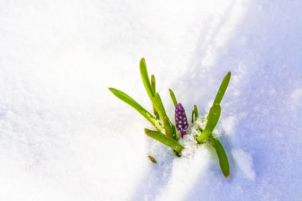 Природа Цветок Гиацинта Растет Снегу Раннем Весеннем Лесу — стоковое фото