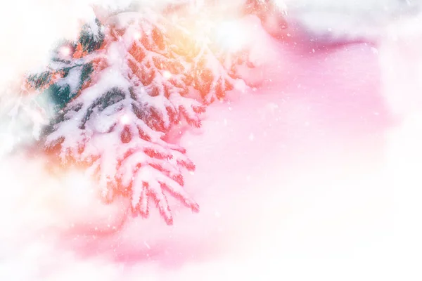 Vinterfrusen Skog Med Snö Täckt Träd Barrträd Gren — Stockfoto