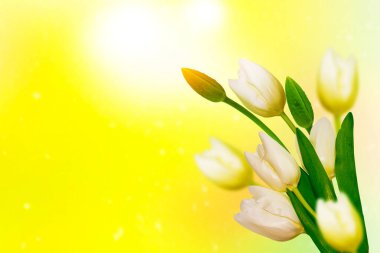 Bahar çiçeklerinin doğal çiçek arkaplanı. lale