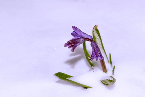 Natur Snöfall Blomma Växer Snö Tidig Vår Skog — Stockfoto