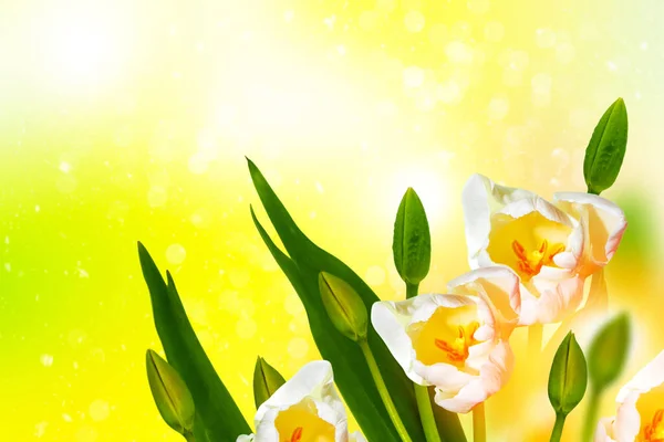 Естественный Цветочный Фон Весенних Ярких Цветов Тюльпаны — стоковое фото