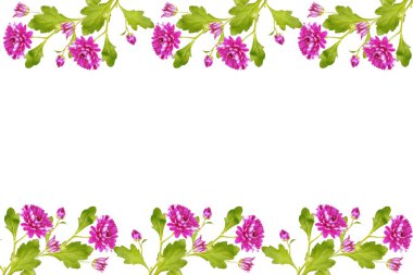 Krizantem beyaz bir arka plan üzerinde renkli sonbahar çiçekler.