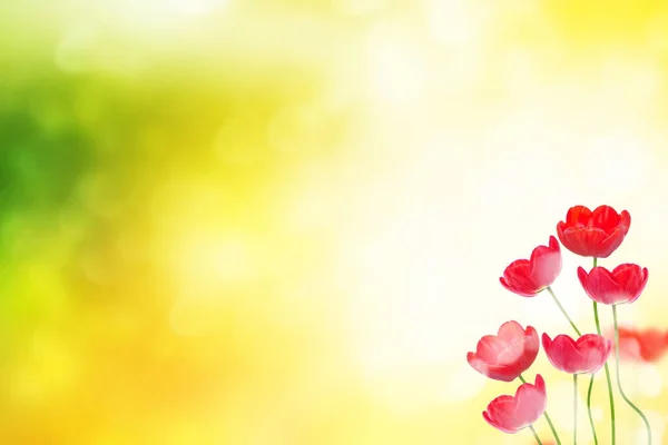 Fondo Floral Natural Flores Brillantes Primavera Tulipán — Foto de Stock