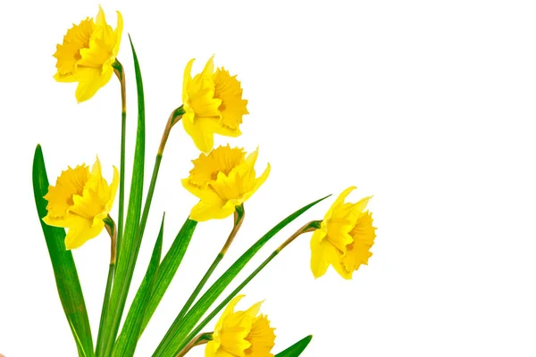Lente Bloemen Narcissus Geïsoleerd Witte Achtergrond — Stockfoto