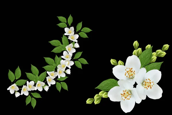 Gałąź Kwiatów Jaśminu Białym Tle Czarnym Tle — Zdjęcie stockowe