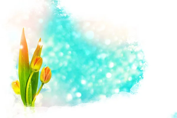 Natural Floral Background Spring Bright Flowers Tulip — Stock Photo, Image