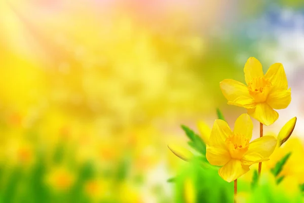 色彩艳丽的水仙花映衬着春天的风景 — 图库照片