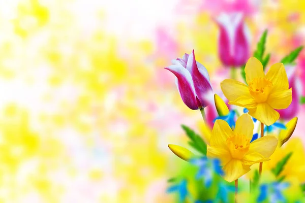 Leuchtende Frühlingsblumen Tulpen Und Narzissen Natur — Stockfoto