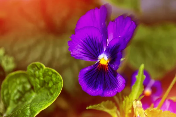 Nature Colorful Blooming Flowers Heartsease Viola Pansy Flowers — Stock Photo, Image