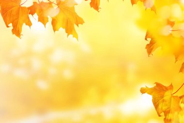 Parlak renkli yaprakları olan sonbahar manzarası. Hint yazı. Doğa