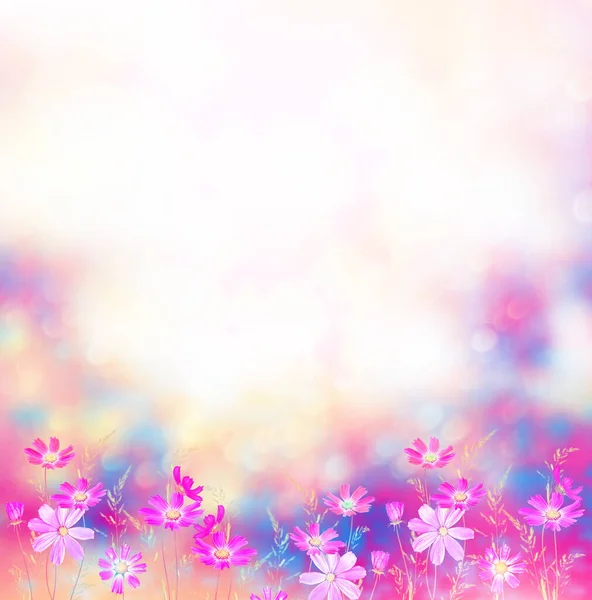 Cosmos Coloridos Flores Fundo Paisagem Verão Natureza — Fotografia de Stock