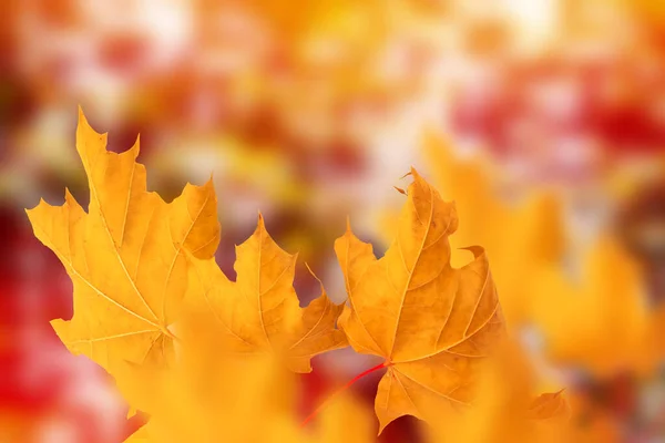 Paisagem Outono Com Folhas Coloridas Brilhantes Verão Indiano Natureza — Fotografia de Stock