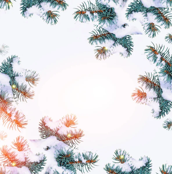 雪的枝条把圣诞树覆盖在白色的背景上 — 图库照片