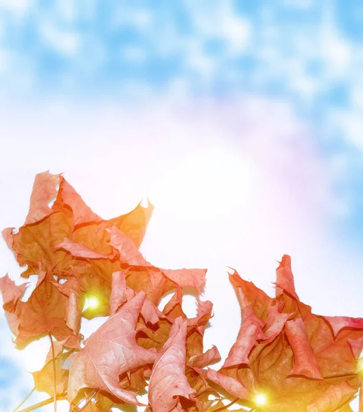 Φθινοπωρινό Τοπίο Έντονα Πολύχρωμα Φύλλα Ινδικό Καλοκαίρι Φυλλώματα — Φωτογραφία Αρχείου