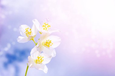 Beyaz yasemin. Dal narin bahar çiçekleri. Doğa