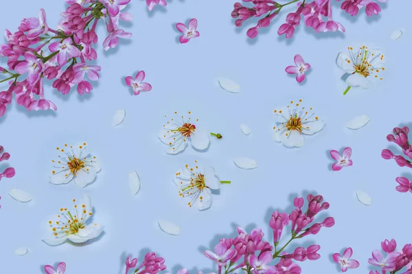 Cereja Ramo Florescente Flores Coloridas Brilhantes Mola Bela Cena Natureza — Fotografia de Stock