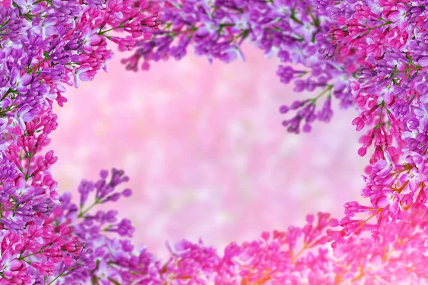 Fondo Floral Natural Flores Colores Brillantes Lila — Foto de Stock