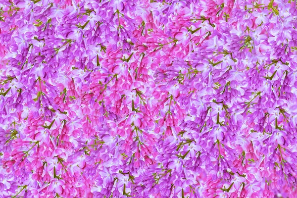自然的植物背景 紫丁香色彩艳丽的花朵 — 图库照片
