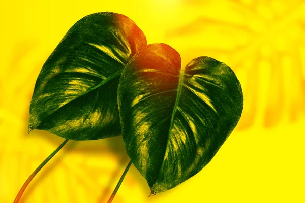 Trópusi Egzotikus Szörnylevelek Természetes Virágos Háttér — Stock Fotó