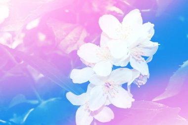 Beyaz yasemin. Dal narin bahar çiçekleri. Doğa