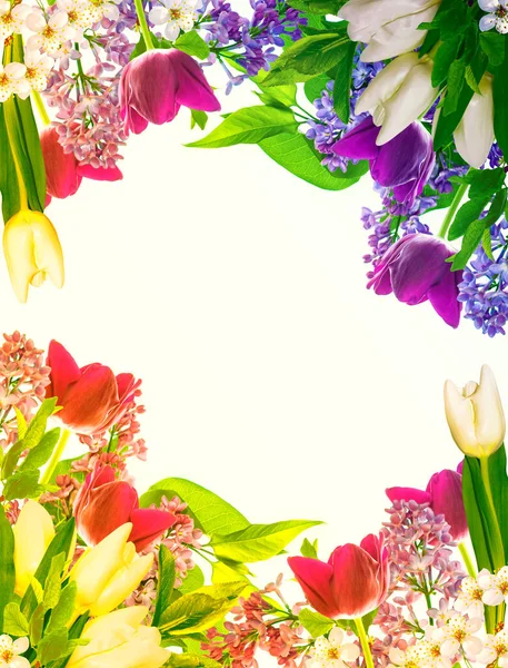 Rama Floreciente Cereza Aislada Sobre Fondo Blanco Flores Primavera Colores —  Fotos de Stock