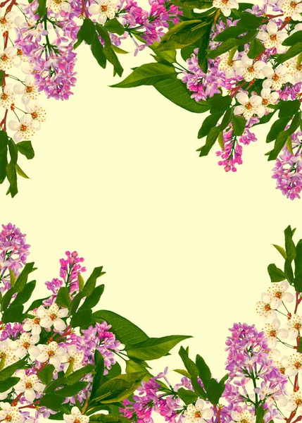 Blühender Kirschzweig Isoliert Auf Weißem Hintergrund Bunte Frühlingsblumen Flieder — Stockfoto