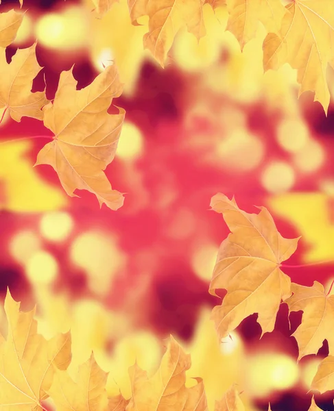 Herbstlandschaft Mit Leuchtend Bunten Blättern Altweibersommer Natur — Stockfoto