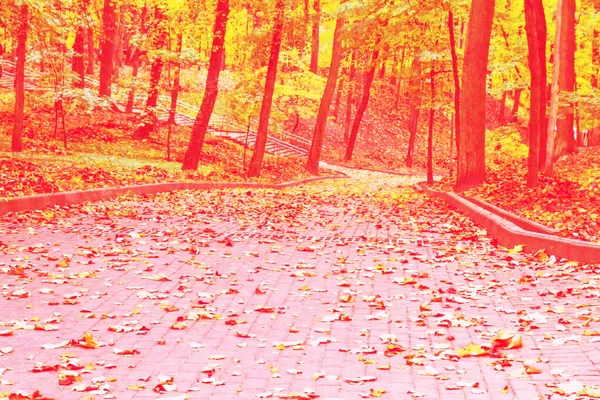 Smuga Jesienny Krajobraz Drzewa Jasnymi Kolorowymi Liśćmi Droga — Zdjęcie stockowe