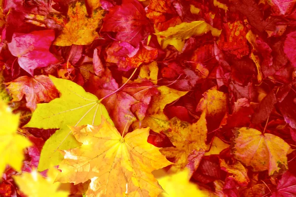 Abstracte Wazige Achtergrond Herfst Landschap Met Felgekleurde Bladeren Indiase Zomer — Stockfoto