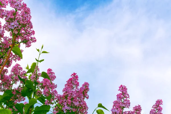 Naturalne Tło Kwiatowe Jasne Kolorowe Kwiaty Lilii — Zdjęcie stockowe
