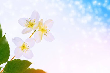 Beyaz yasemin. Dal narin bahar çiçekleri. Doğa