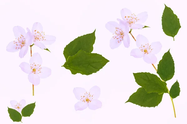 Tak Van Jasmijnbloemen Geïsoleerd Witte Achtergrond Aard — Stockfoto