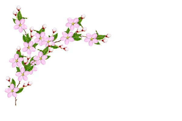 Квітуча Гілка Вишні Ізольована Білому Тлі Природа — стокове фото