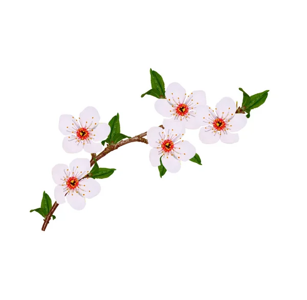 Flowering Branch Cherry Isolated White Background Nature — Stock Photo, Image