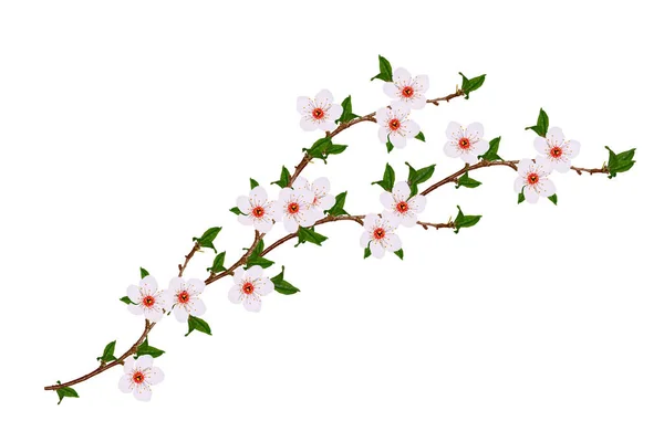 Flowering Branch Cherry Isolated White Background Nature — Stock Photo, Image