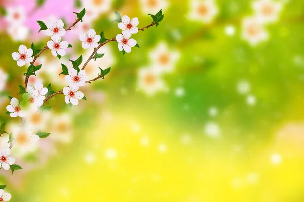 Cereja Ramo Florescente Brilhante Flores Coloridas Primavera — Fotografia de Stock