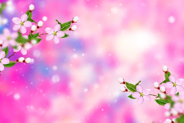 Kwitnąca Gałąź Wiśni Jasne Kolorowe Wiosenne Kwiaty — Zdjęcie stockowe