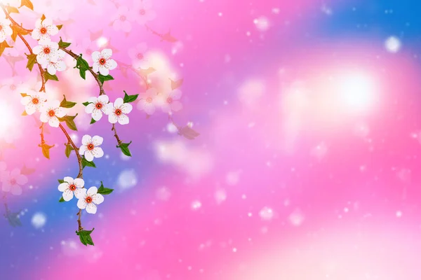 Blossoming Branch Cherry Bright Colorful Spring Flowers — Stock Photo, Image