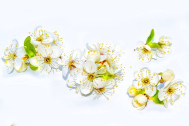 Beyaz arka planda izole edilmiş kiraz dalları. Doğa