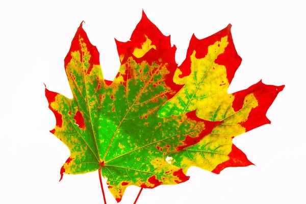 Světlé Barevné Podzimní Listí Izolované Bílém Pozadí Přírody — Stock fotografie