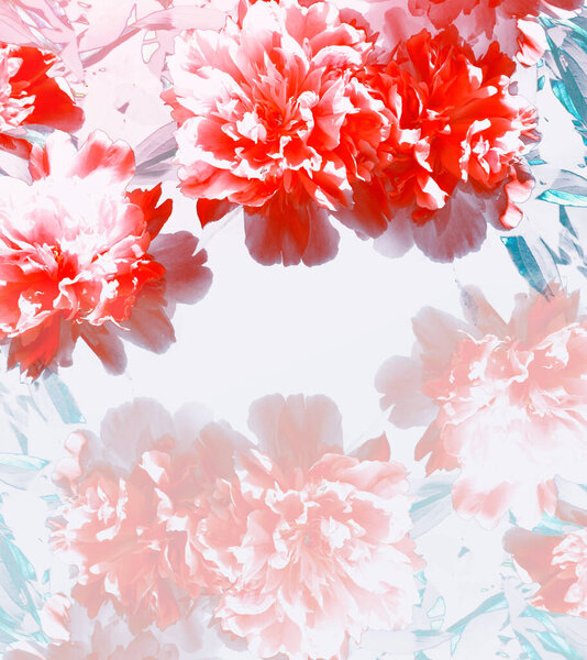 Bright colorful flowers peonies. Natural floral background.
