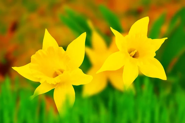 Helle Und Farbenfrohe Narzissenblüten Auf Dem Hintergrund Der Frühlingslandschaft — Stockfoto