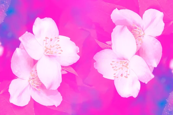 白色茉莉花 枝条娇嫩的春花 — 图库照片