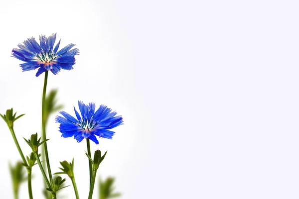 Chicory Flower Leaf Isolated White Background Nature — Stock Photo, Image