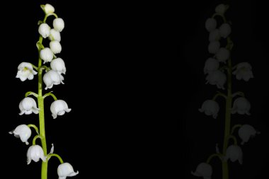 Vadi çiçeğinin zambağı siyah arka planda. bahar