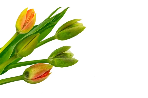 Våren Blommor Tulpaner Isolerade Vit Bakgrund — Stockfoto