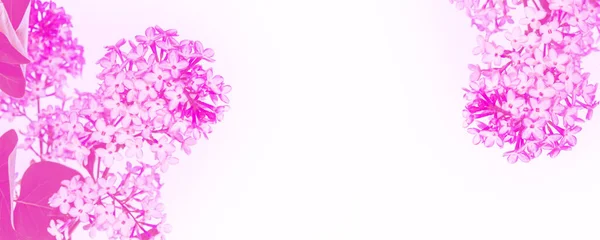Ljusa Och Färgglada Blommor Lila — Stockfoto