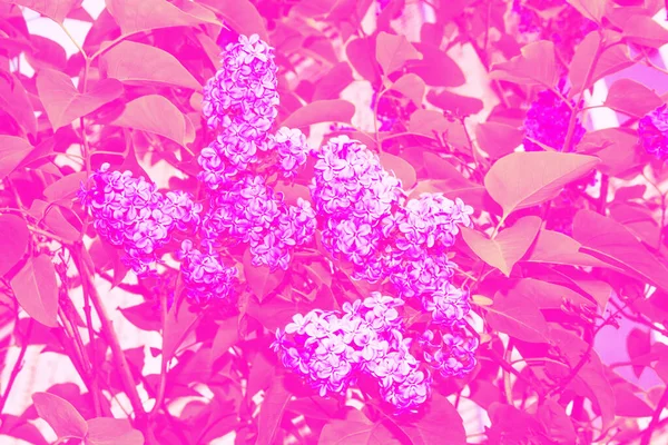 Ljusa Och Färgglada Blommor Lila — Stockfoto