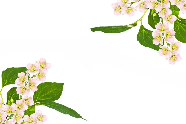 Zweig Von Jasminblüten Isoliert Auf Weißem Hintergrund Natur — Stockfoto
